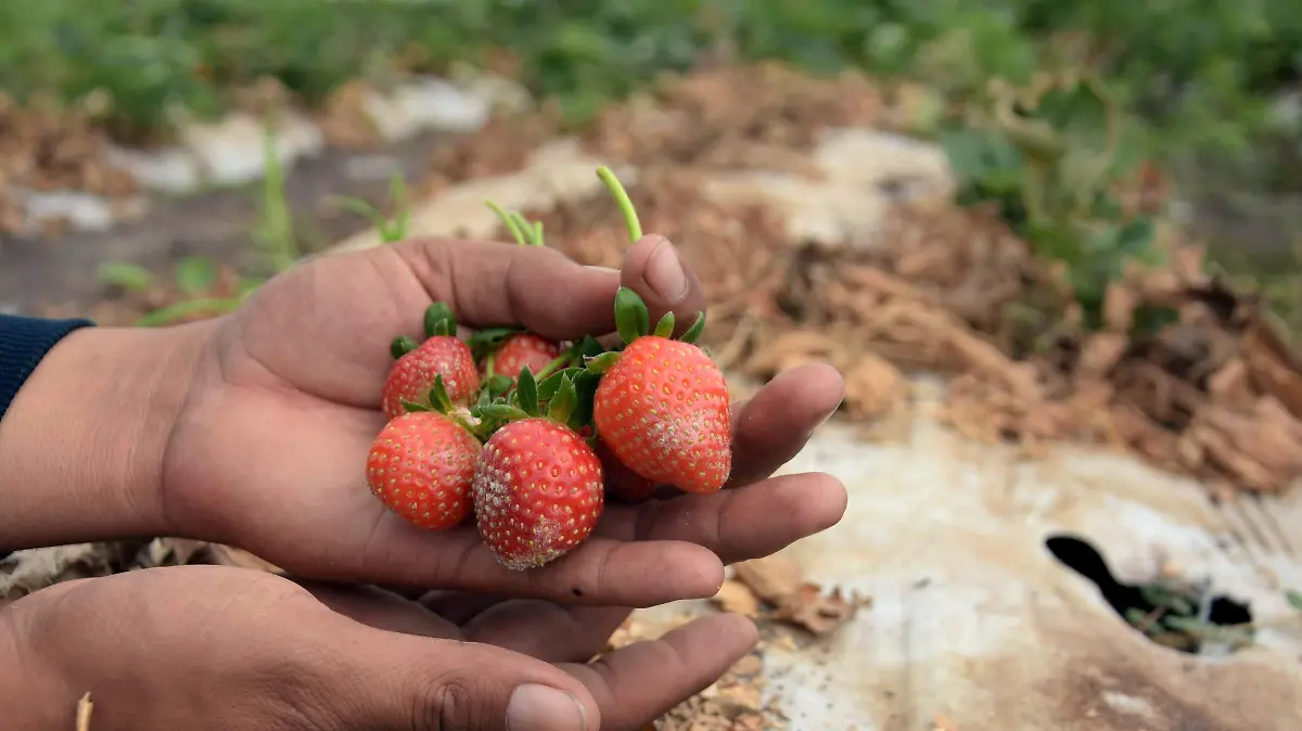 CULTIVOS DE FRESA (3)